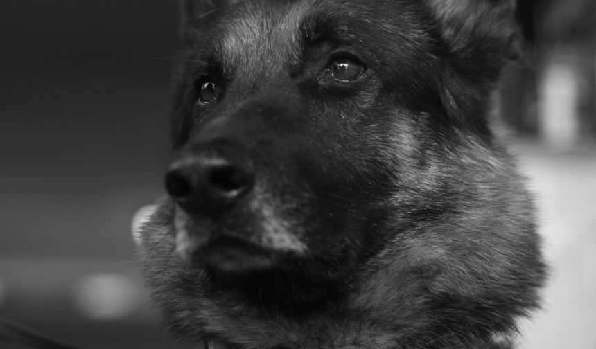 AKUT Eskişehir ekibinde görevli koku takip köpeği "Fırtına" hayatını kaybetti