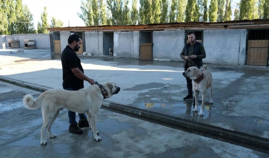 Avrupa ülkelerinden bile talep gören saf ırk köpekler, Erzincan’da yetiştiriliyor