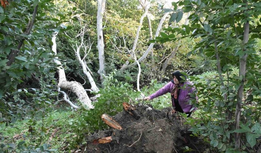 Sert lodos yarım asırlık ceviz ağacını yıktı