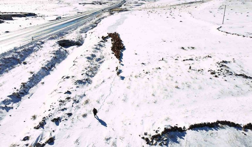 Iğdır’da kar yağışı sonrası hayvan sürülerinin zorlu kış dönüşü başladı