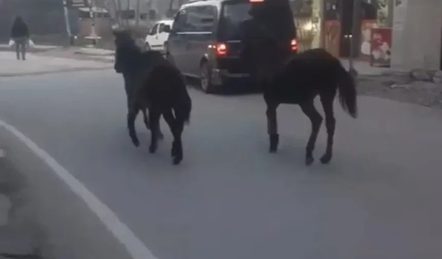 Bursa’da başıboş atlar trafiğe çıktı