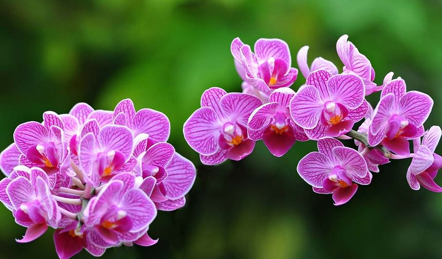 Kıbrıs'ın en önemli endemik bitkisi orkide: Faydaları saymakla bitmiyor