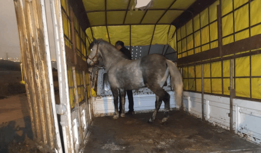 İstanbul'da at eti baskını: Ahırda 3 at bulundu