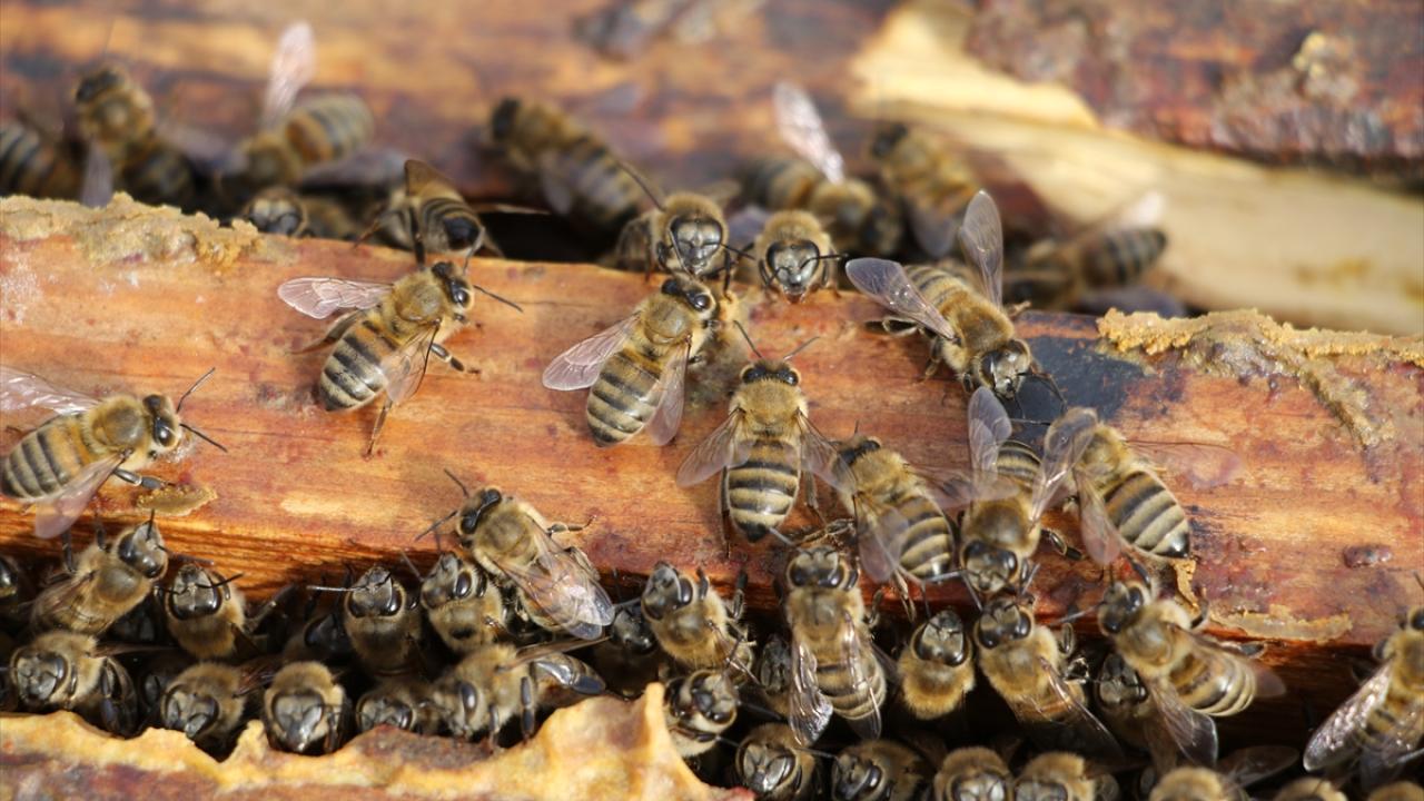 Küresel iklim değişikliğinin bal arıları üzerindeki etkilerine ilişkin çalışmalar yapan Dr. Öğretim Üyesi Oskay, son dönemde dünya genelinde iklim değişiklikleri yaşandığını, bunun da özellikle bitkilerle ilişkisi olan canlı türlerini olumsuz etkilediğini belirtti.