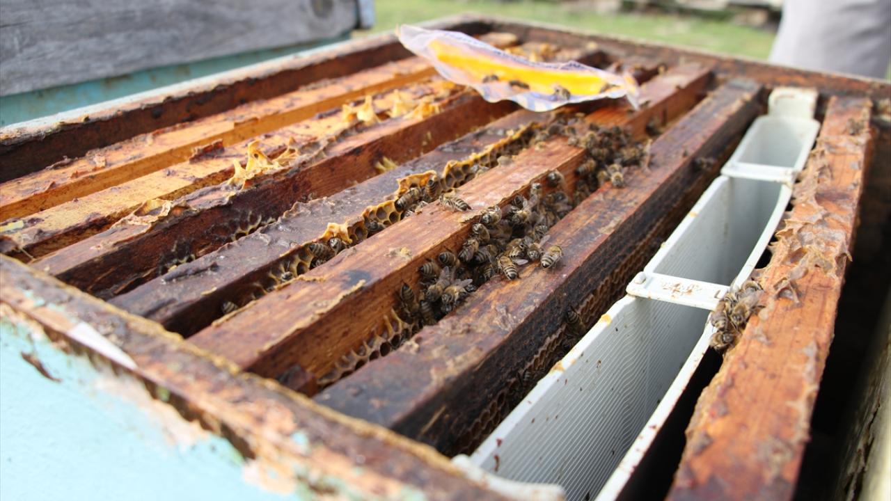 Arının 40 günlük ömrü olduğunu aktaran Otman, "Sandıktan çıkan arının yavru zinciri bozuluyor. Vitamin takviyeleri yaparak arının ömrünü uzatmaya çalışıyoruz." dedi.
Kaynak: TRT Haber
