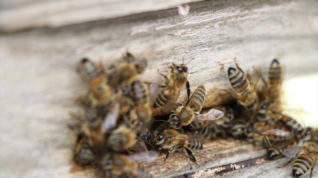 "Ani sıcaklık değişiklikleri arıda hastalıklara neden oluyor"
İklim değişikliğinde arıların kış salkımını bozup yavru sayılarını daha erken dönemde artırabildiğini vurgulayan Oskay, "Arkasından gelen soğuk hava nedeniyle yavrular hastalanıyor. Ani sıcaklık değişimleri nedeniyle kolonide kuluçkalık alanlarda yaşayan yavru arılarda Amerikan yavru çürüklüğü ve Avrupa yavru çürüklüğü gibi hastalıklar ortaya çıkıyor. Bunlar da kolonilerdeki arıların ölmesine neden oluyor." diye konuştu.