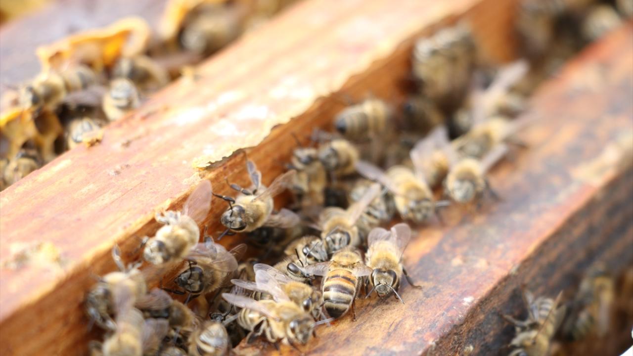 Oskay, arı sandıklarında bulunan fazla ya da boş çerçevelerin bulunduğu yerden alınarak, arıların birbirlerine daha fazla yaklaşmalarının sağlanması, koloni bakımının aksatılmadan yapılması ve yiyecek depolarının kontrol edilmesi gerektiğini ifade etti.