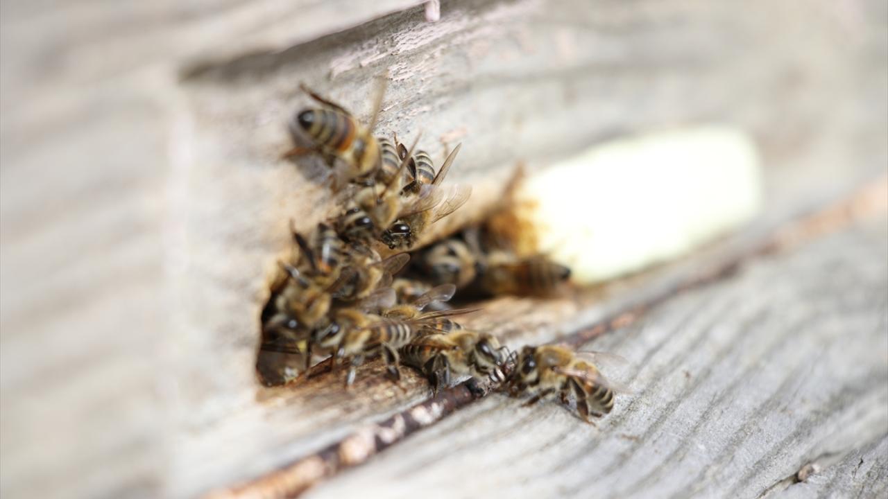 Oskay, sıcaklık değişimleriyle arıların hastalıklara daha kolay yakalandığını ifade etti.