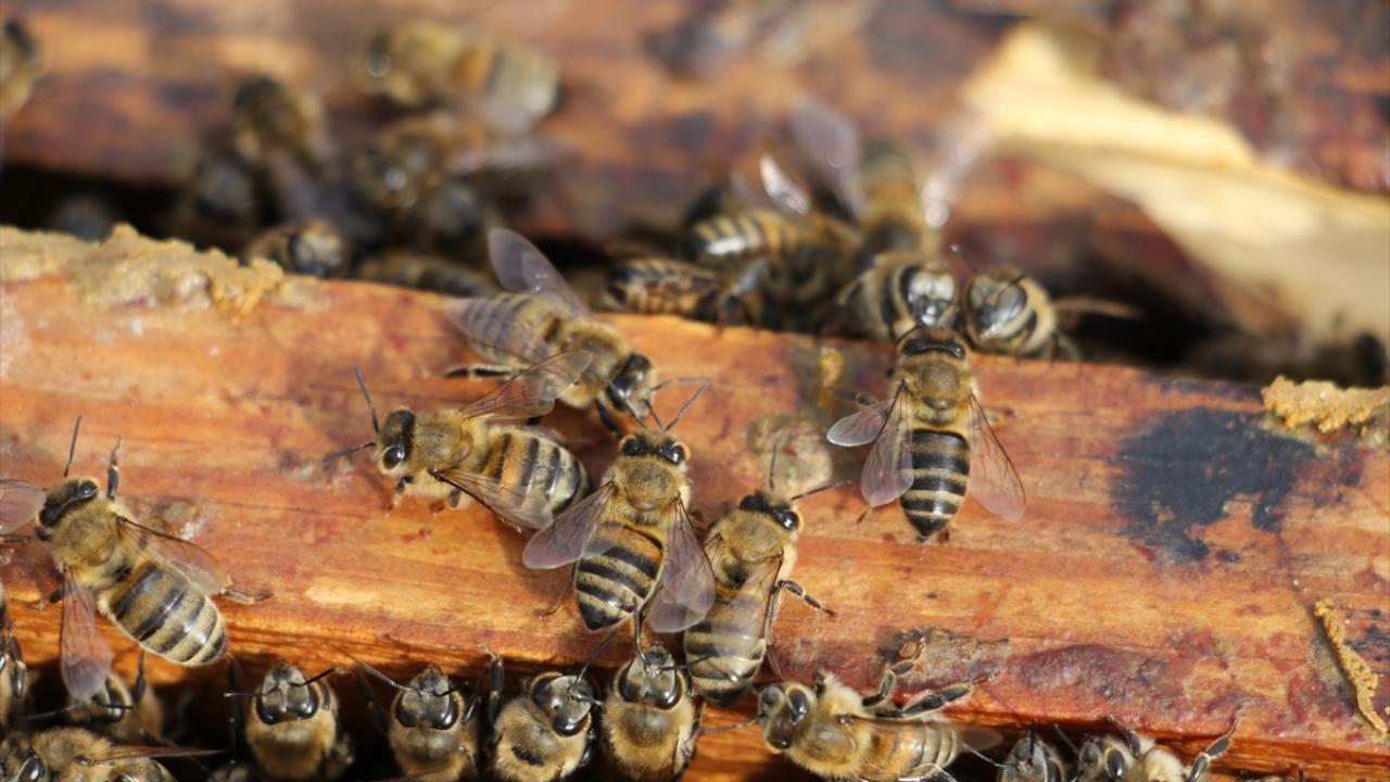Kış salkımının ortasında sıcaklığı 35 derecede tutabilmek için soba görevi gören arıların bulunduğunu aktaran Oskay, bu arıların kanat kaslarını titreştirerek ısı ürettiklerini belirtti.