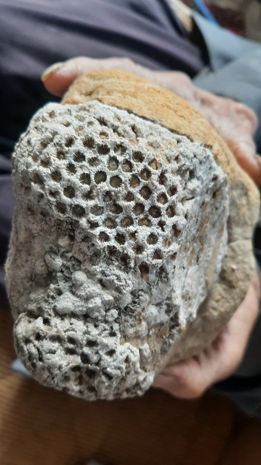 Osmaniye'nin Kadirli ilçesinde bir vatandaş dağda gezdiği sırada arı peteği fosili buldu.
