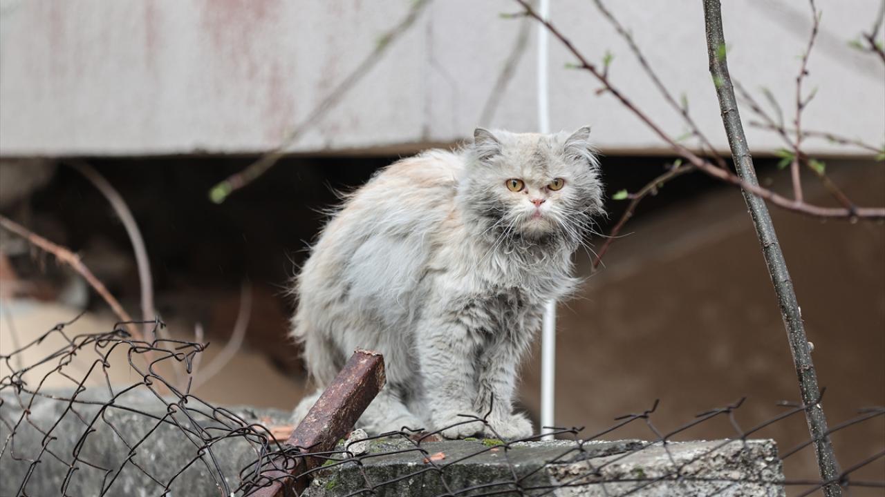 Depremin kedileri yaşadıkları enkaz dolu sokakları terk etmiyor