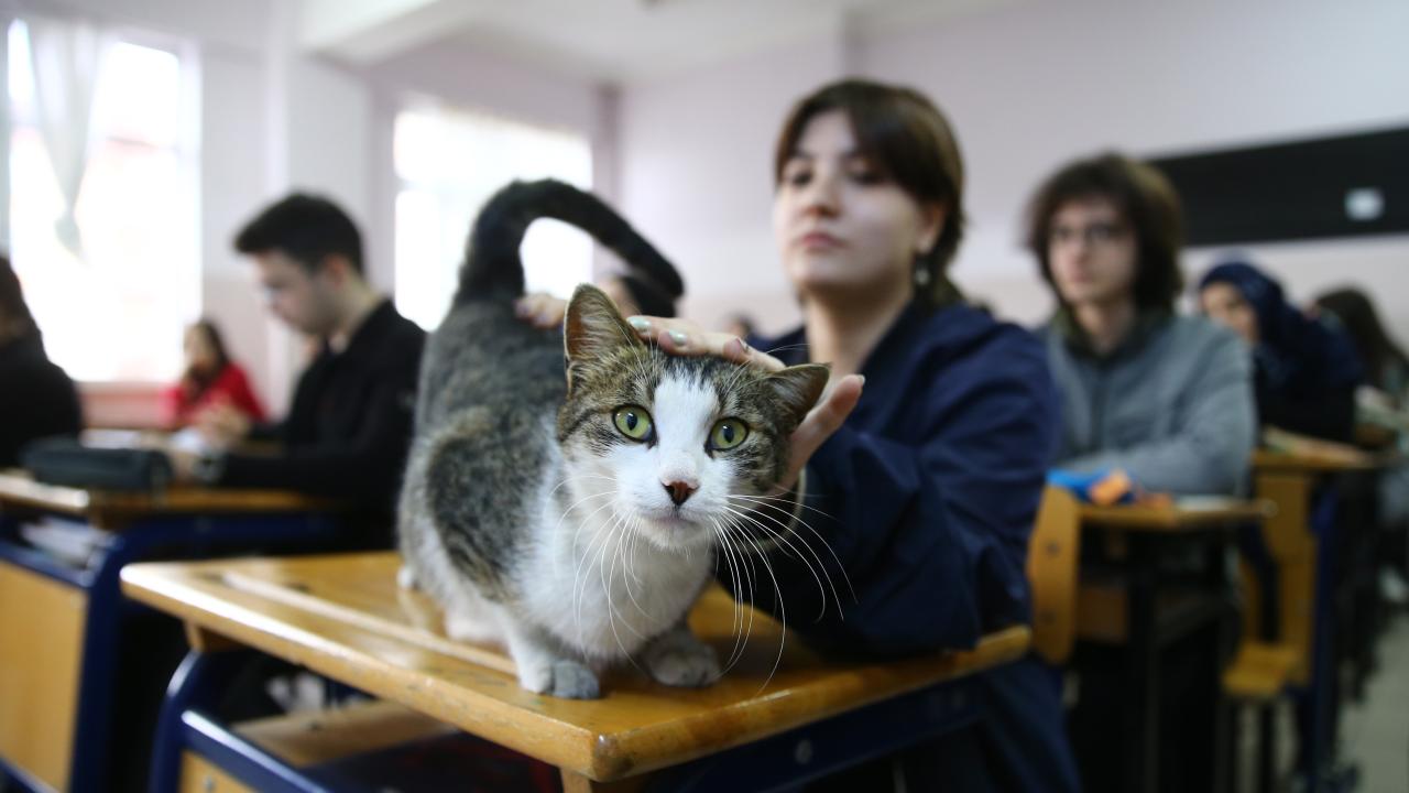 Gençlerin sahiplenerek `Sempatik` adını verdiği kedi yaklaşık iki aydır okulda kalıyor.