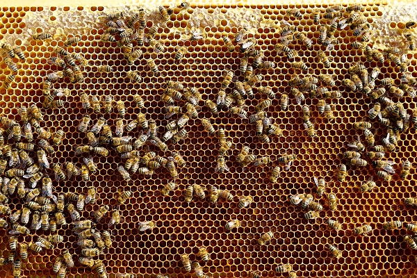AA muhabirinin "20 Mayıs Dünya Arı Günü" dolayısıyla derlediği bilgilere göre, Türkiye'de 3 bin endemik, 12 bin doğal, 500 de nektar ve polen kaynağı olan bitki türü bulunuyor. Dünyada bilinen 27 bal arısı alt türünün de 6'sı Türkiye'de yer alıyor.
