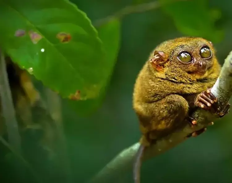 Göz bebekleri beyinlerinde büyük: Tersiyer
Bu küçük primatların göz bebekleri beyinlerinden daha büyüktür. Bu hayvanlar sıçrama ve tırmanma konusunda çok beceriklidirler. Bir ağaç dalına tutunduklarında onları daldan ayırmak gerçekten çok güçtür.

