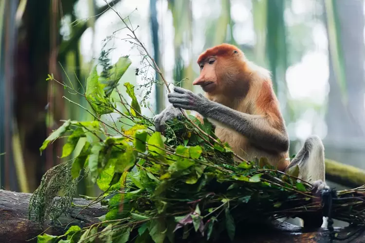 Uzun burunlu maymun: Proboscis Maymunu
Asya'nın yerli bir türü olan bu maymunlar genellikle Borneo'da yaşar. Sarkık burunlarını dişileri ve diğer maymunları etkilemek için kullanırlar.
V