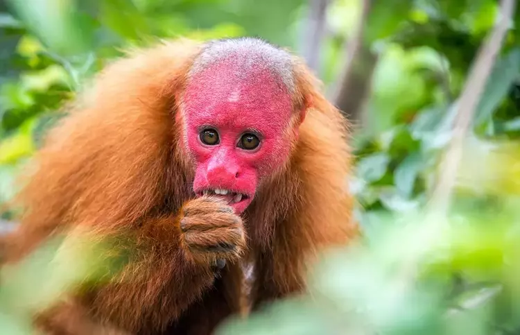 Kırmızı yüzlü maymunlar: Kel Uakari
Kel Uakari maymunları için parlak kırmızı yüz sağlıklı olmanın işaretidir ve bu hayvanlar eşlerini seçerken buna dikkat ederler. Genellikle Brezilya ve Peru'da suya yakın yerlerde yaşarlar.

