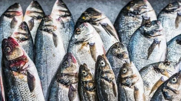 Kış aylarında çok çeşitli olan ve sevilerek tüketilen balık, yağ asitleri sayesinde bağışıklık sistemini güçlendirmede etkili bir rol oynar. Salgın hastalıkların yaygın olduğu bu dönemde öncelikle tükettiğimiz yiyeceklere çok dikkat etmeliyiz.