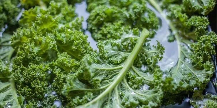 Beslenme rutinine yeşil yapraklı sebzeler dahil edildiğinde aynı zamanda sağlıklı beslenme düzeni başlayacağı için ideal kiloya ulaşmak kolaylaşır.